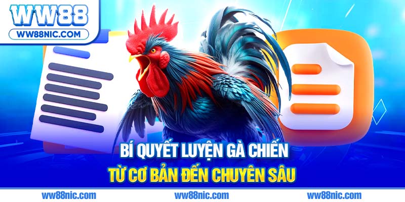 Bí quyết luyện gà chiến từ cơ bản đến chuyên sâu