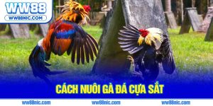 Cách nuôi gà đá cựa sắt