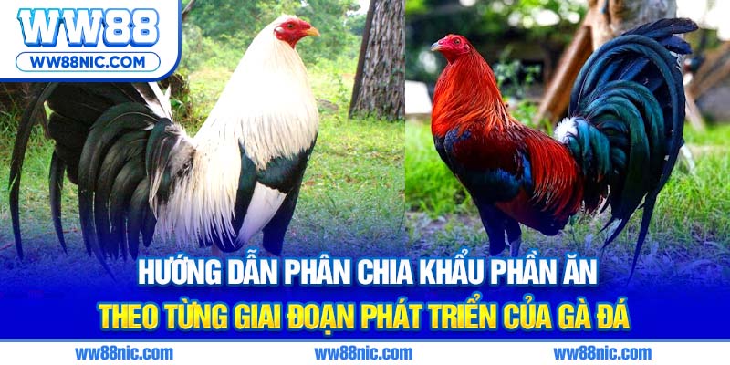 Hướng dẫn phân chia khẩu phần ăn theo từng giai đoạn phát triển của gà đá