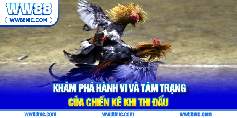 Khám phá hành vi và tâm trạng của chiến kê khi thi đấu