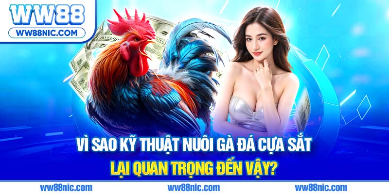 Vì sao kỹ thuật nuôi gà đá cựa sắt lại quan trọng đến vậy?