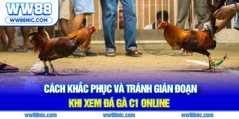Cách khắc phục và tránh gián đoạn khi xem đá gà C1 online