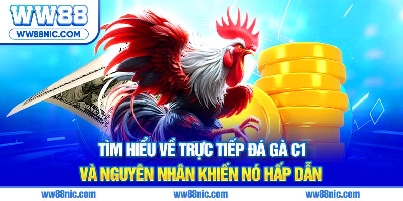 Tìm hiểu về trực tiếp đá gà C1 và nguyên nhân khiến nó hấp dẫn