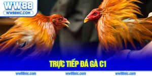 Trực tiếp đá gà C1