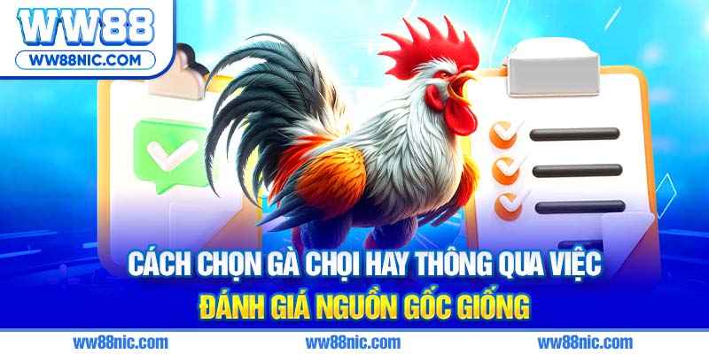Cách chọn gà chọi hay thông qua việc đánh giá nguồn gốc giống