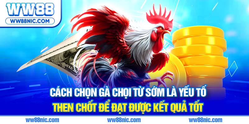 Cách chọn gà chọi từ sớm là yếu tố then chốt để đạt được kết quả tốt