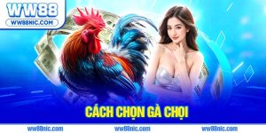 Cách nuôi gà chọi