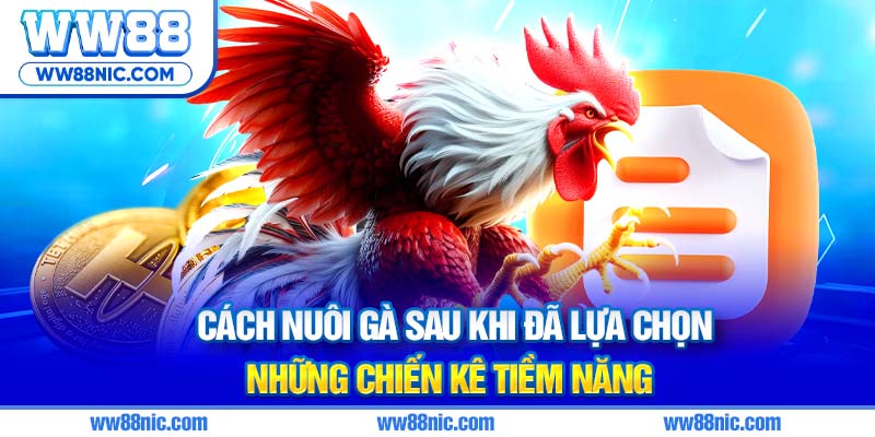 Cách nuôi gà sau khi đã lựa chọn những chiến kê tiềm năng