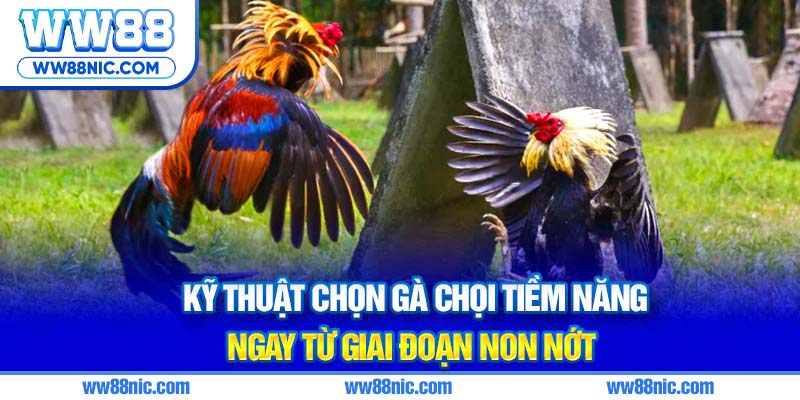 Kỹ thuật chọn gà chọi tiềm năng ngay từ giai đoạn non nớt