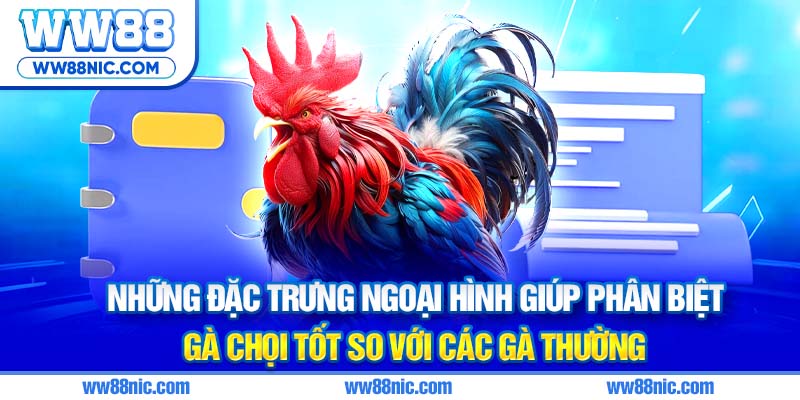 Những đặc trưng ngoại hình giúp phân biệt gà chọi tốt so với các gà thường