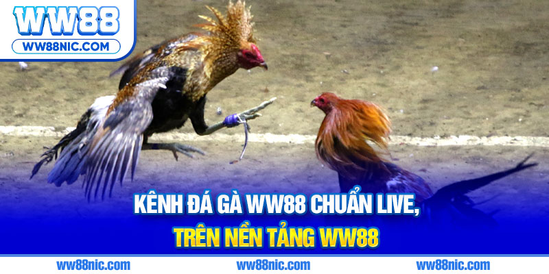Kênh đá gà WW88 chuẩn Live, cược nhanh gọn, thao tác đơn giản